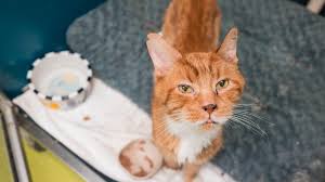 News source: SPCA de Montréal