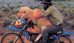 Résultat de recherche d'images pour "moutons du sacrifices caricatures"