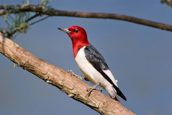 Red-headed Woodpecker | Audubon Field Guide