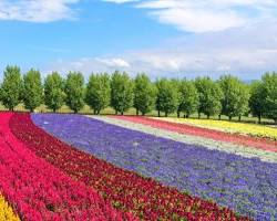 富良野・美瑛の画像