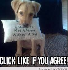 Cute Dog Sayings via Relatably.com