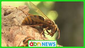 Yahoo!ニュース - News update