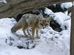Image result for fox at water