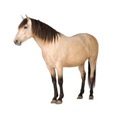 Image result for HORSE
