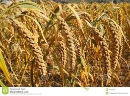 Image result for MILLET