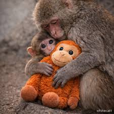A heartwarming moment of love and care—a mother monkey ...