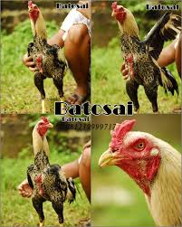 Hasil gambar untuk ayam bangkok