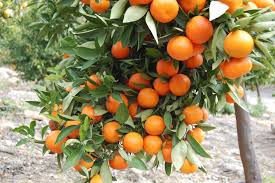 citrus tree ile ilgili görsel sonucu