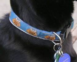 dog wearing a collar with an ID tagの画像