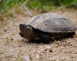 クサガメの画像