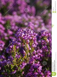 Heather Flowers Stockbilder - Bild: 33085774 - heather-flowers-33085774
