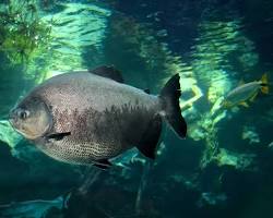 Pacu-prata