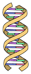 Dna strang modell