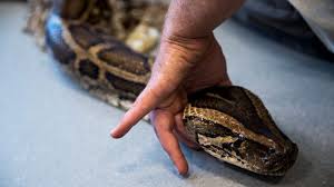 The Grisly Reason Florida Python Hunters Are Warned Never to Decapitate a Snake: A Chilling New Discovery