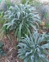 Matthiola incana Stock, Tenweeks stock, Gillyflower