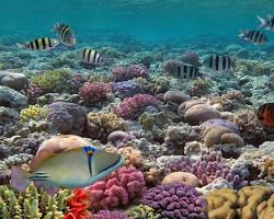 Imagen de Arrecifes de coral Cancún