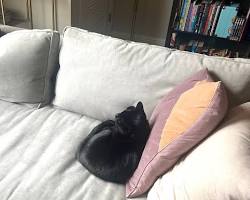 cat shedding fur on a couchの画像