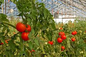 greenhouse vegetables ile ilgili görsel sonucu