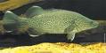 Murray cod