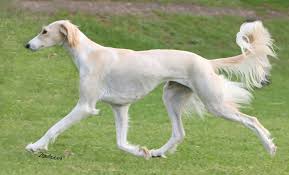 Image result for saluki