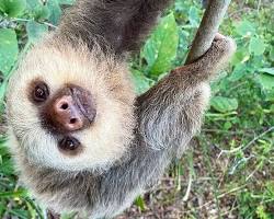 Image of Santa Cruz Sloth Sanctuary sloth