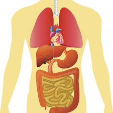 Resultado de imagen para cuerpo humano