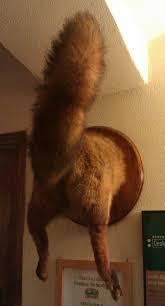 images?q=tbn:ANd9GcThgn8hrZoY-YCqxOmEVanUJvCocdBEk2MLBI8oxNINqy6kC87_OA