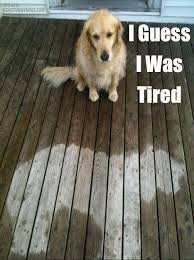 20 New Hilarious Dogs and Cats Memes - Dog Tutorial via Relatably.com