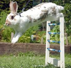 rabbit facts
