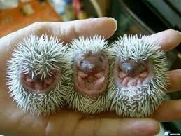 Image result for baby animals
