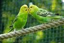 pictures of 2 parrots kissing video