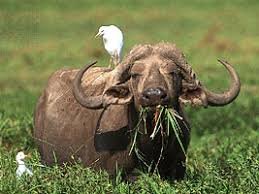 Image result for cape buffalo