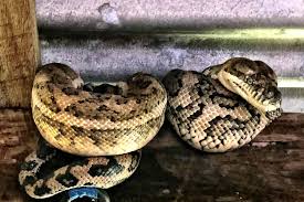 Woman Wakes to Find 8-Foot Carpet Python Lying on Her Bed: 'Baby, Don't Move'