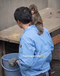 Punch and Daddy - Adorable Plushie Collection | TikTok