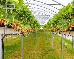 Зображення: Strawberry plant in greenhouse