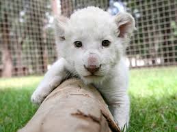 Rare white lion cub debuts at Mexican Zoo