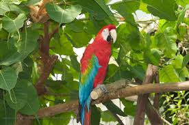 Image result for macaw parrot hd