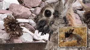 Rabbits with unusual features