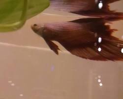 Image of betta fish with faded colors and clamped fins