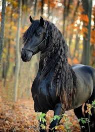 Image result for HORSE
