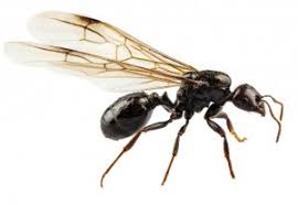 Résultats de recherche d'images pour « photo fourmis »