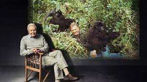 When Attenborough met the gorillas - the story behind his iconic TV moment