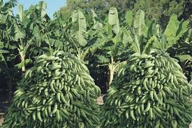 Resultado de imagen para finca de platanos