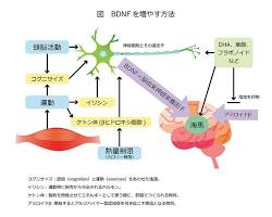 脳由来神経栄養因子の図の画像