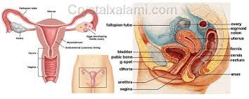 Hasil gambar untuk SISTEM REPRODUKSI WANITA