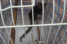 ‘Frightened’ Marmoset Monkey Found ‘Disguised as Laundry’ in Bag on London Bus