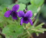 Viola (botanica) - 