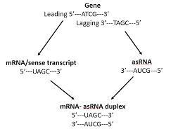 Picture of Antisense RNA