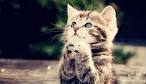 Download 10Gambar Foto Kucing Lucu Bergerak Aneh Imut