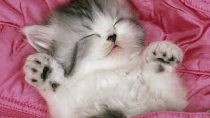 Image result for cute cat images hd